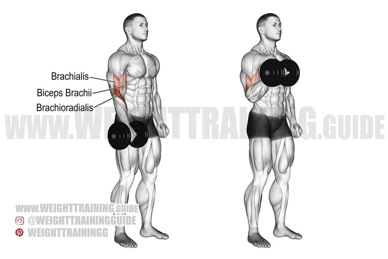 Dumbbell One-Arm Dumbbell Reverse Curl