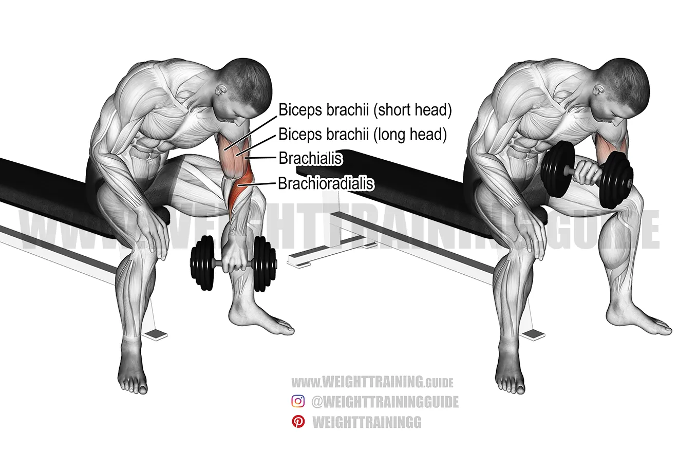 Dumbbell Concentration Curl
